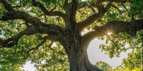 Meet a Tree