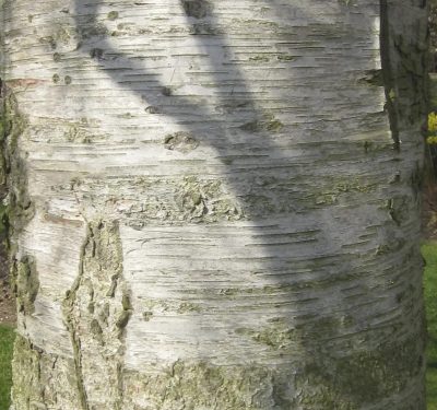 Downy Birch