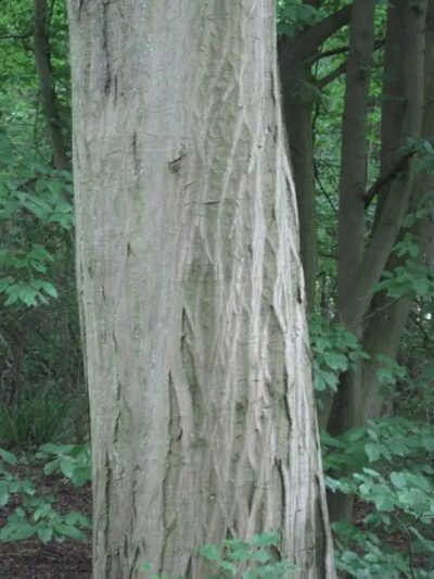 Hornbeam bark