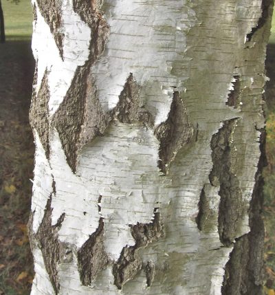 Silver Birch