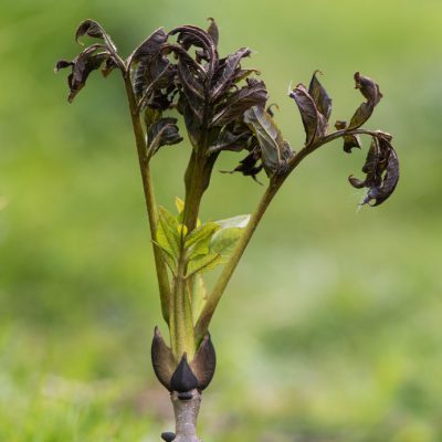 Ash dieback