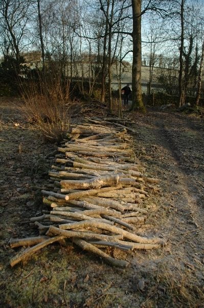 Coppiced