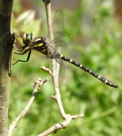 Golden ringed dragonfly