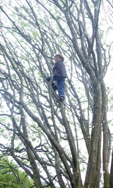 Orin tree climbing