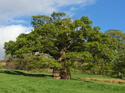 Tottergil oak