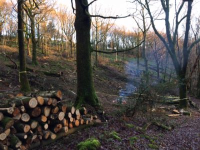 Coppicing