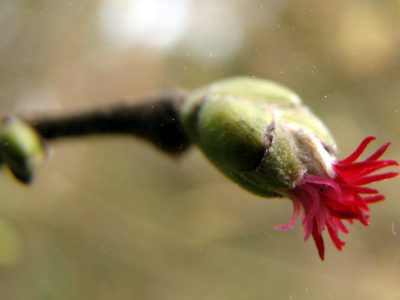 Hazel Flower