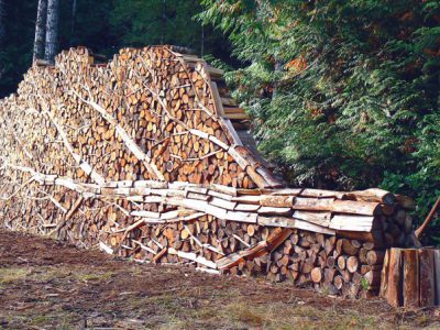 Tree woodpile