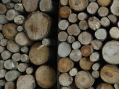 Stacked firewood
